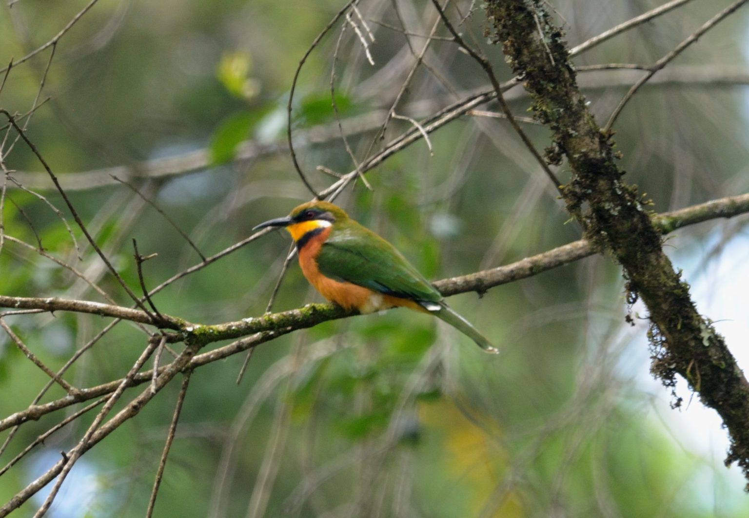 A bee-eater perched on a lichen-covered branch in Mount Elgon National Park.