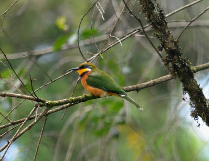 A bee-eater perched on a lichen-covered branch in Mount Elgon National Park.
