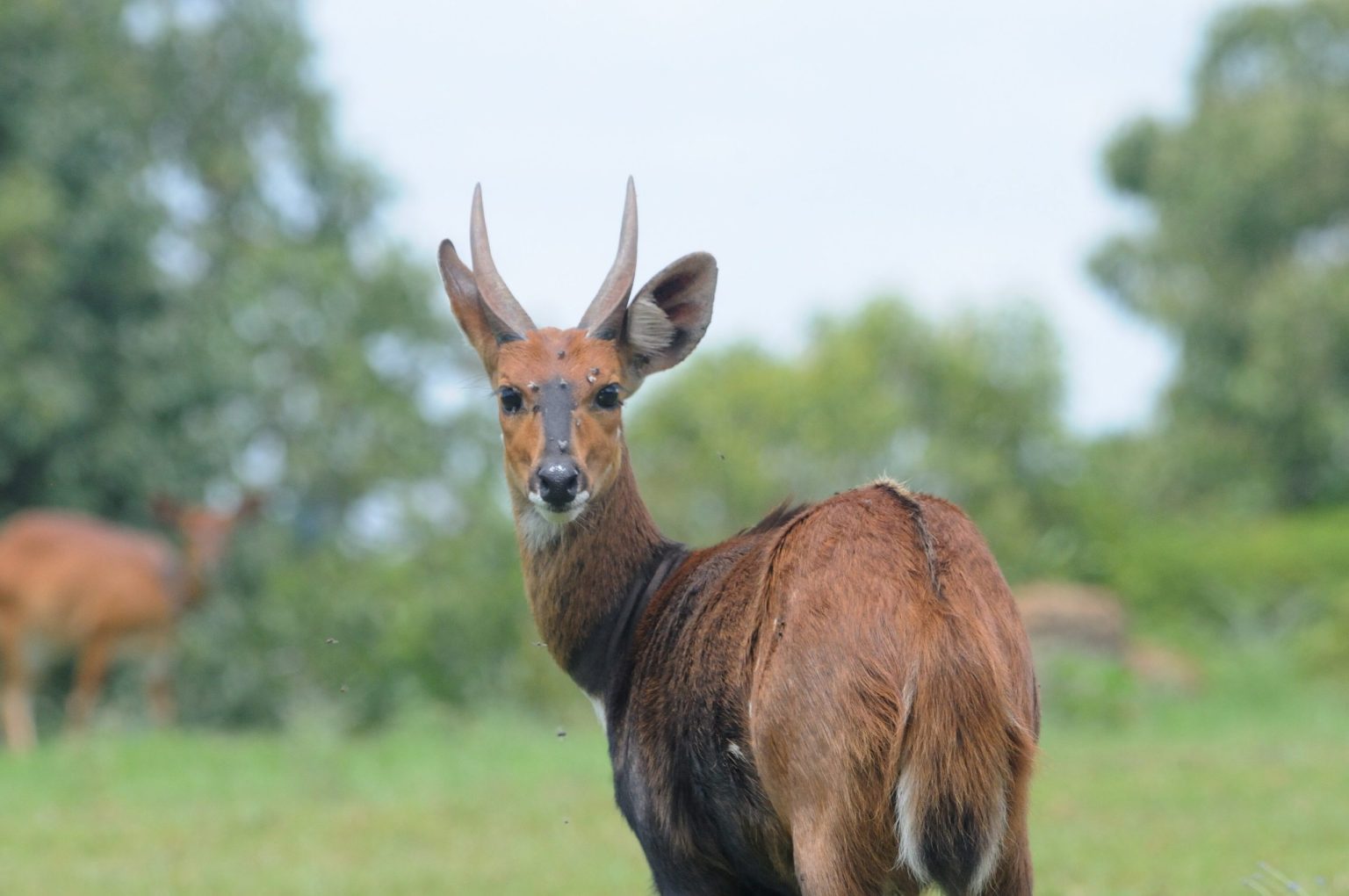 A male bushbuck standing in grassland in Mount Elgon National Park.