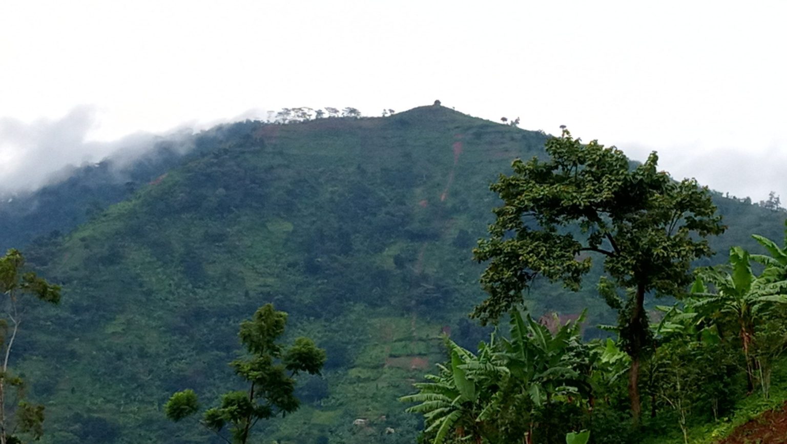 Mist drifting across a forested hill in the Bududa hills below Mount Elgon.