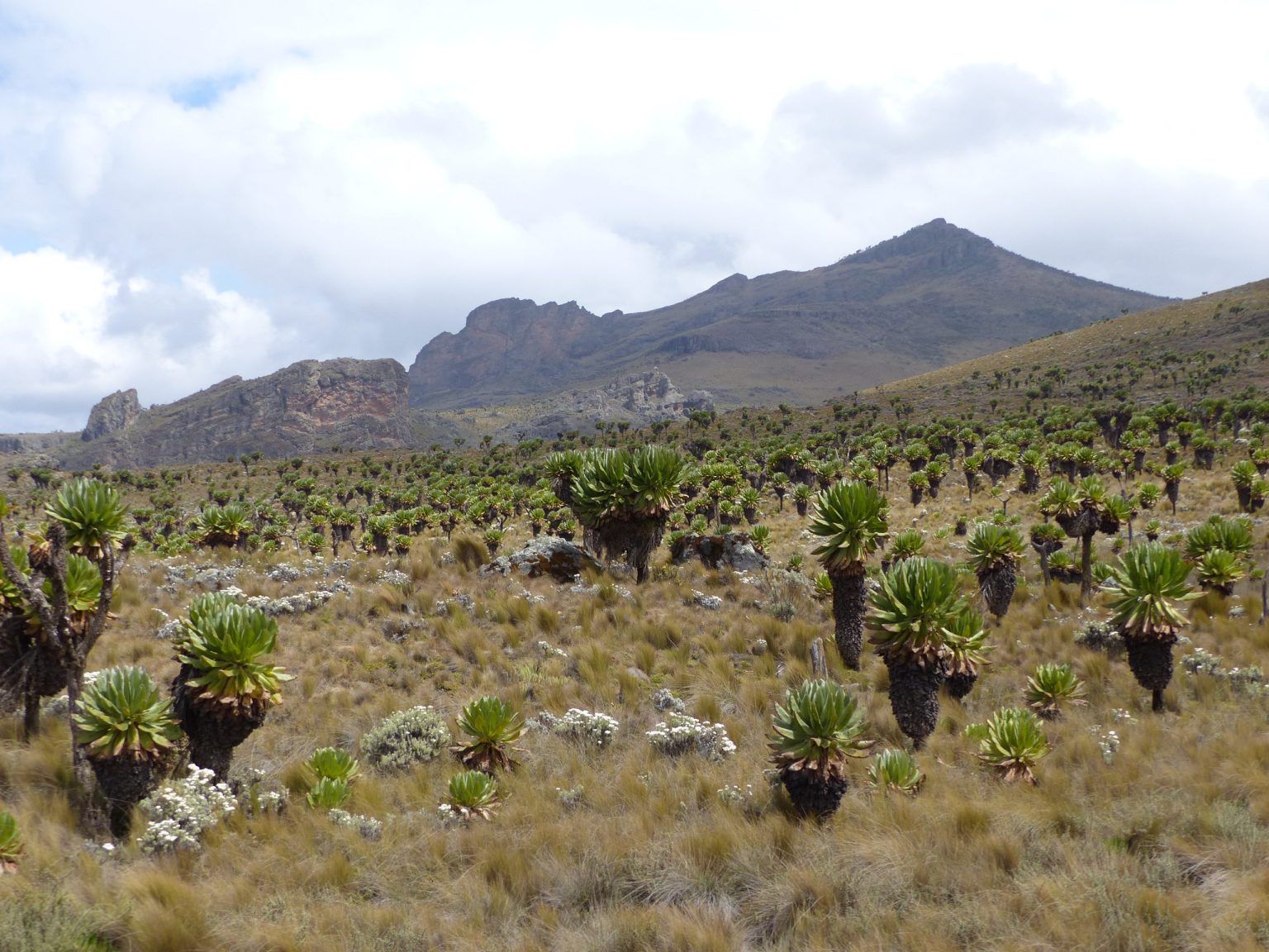 Giant groundsels and tussock grass spread across Mount Elgon's moorland below a rocky peak.