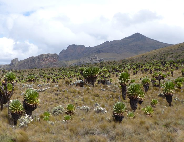 Giant groundsels and tussock grass spread across Mount Elgon's moorland below a rocky peak.
