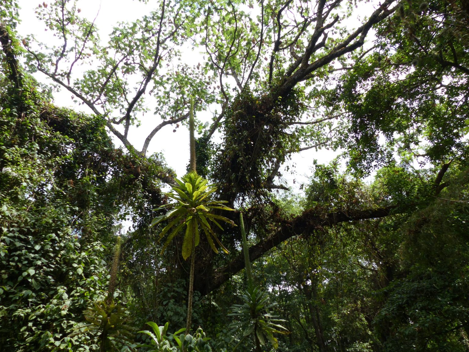 Looking up into the canopy of moss-covered montane forest on Mount Elgon.