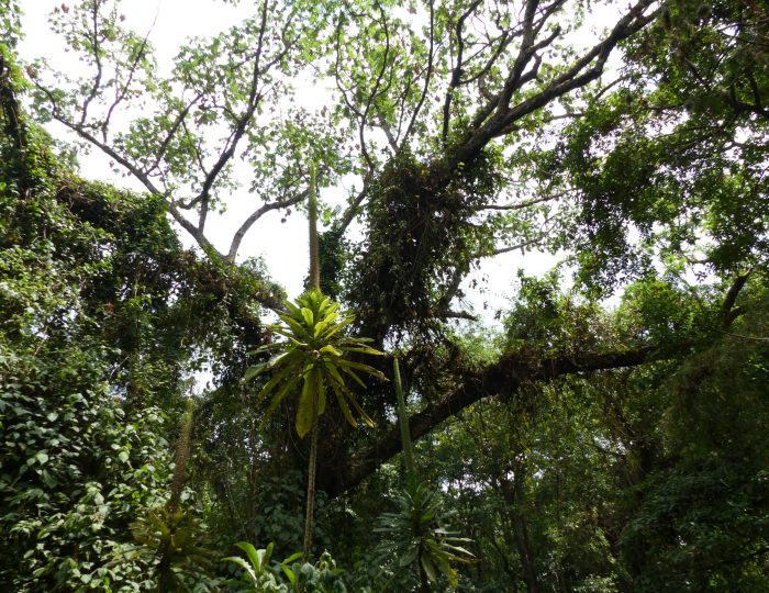 Looking up into the canopy of moss-covered montane forest on Mount Elgon.