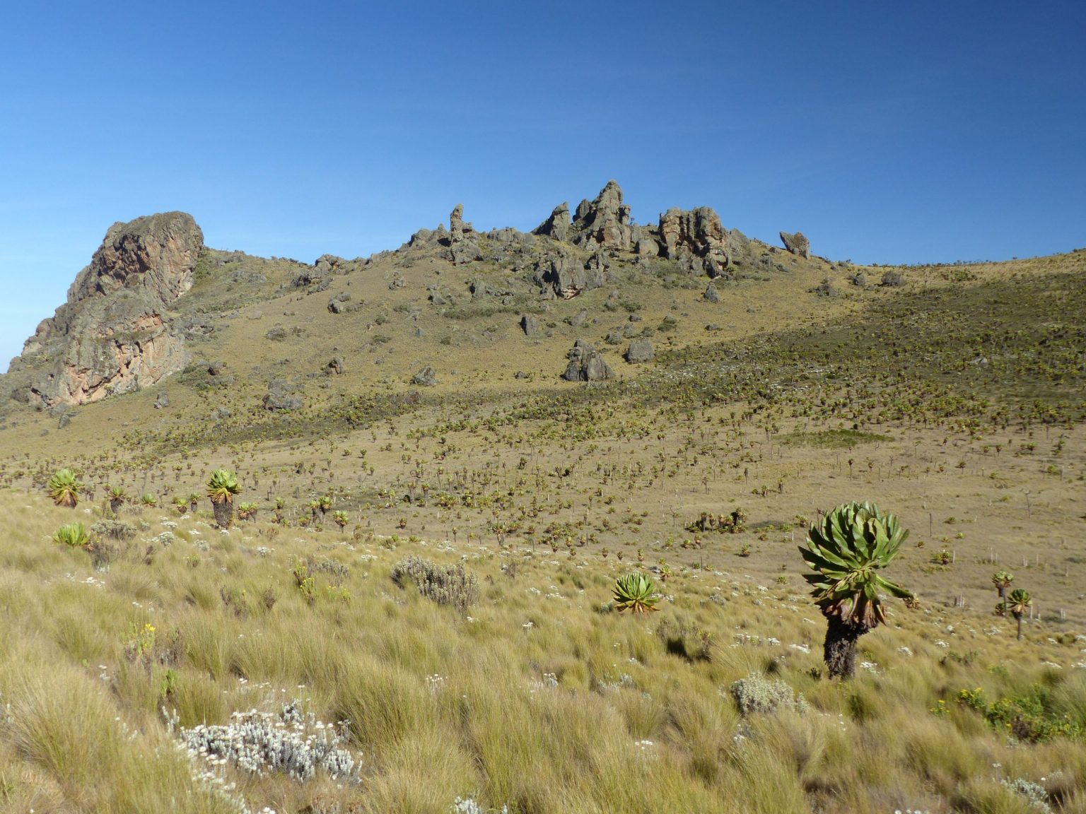 Rocky crags and giant groundsels on the high moorland of Mount Elgon.