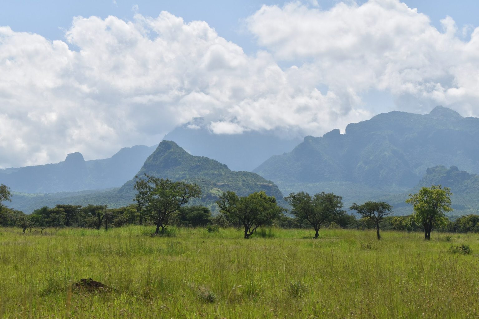 Grassland and scattered trees below the peaks of Mount Kadam in Pian Upe Wildlife Reserve.