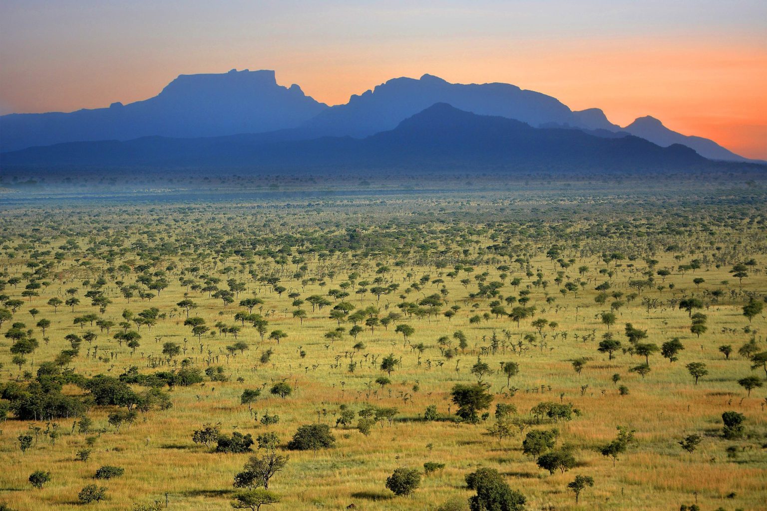 Acacia savanna stretching to the Mount Kadam range at sunset in Pian Upe Wildlife Reserve.