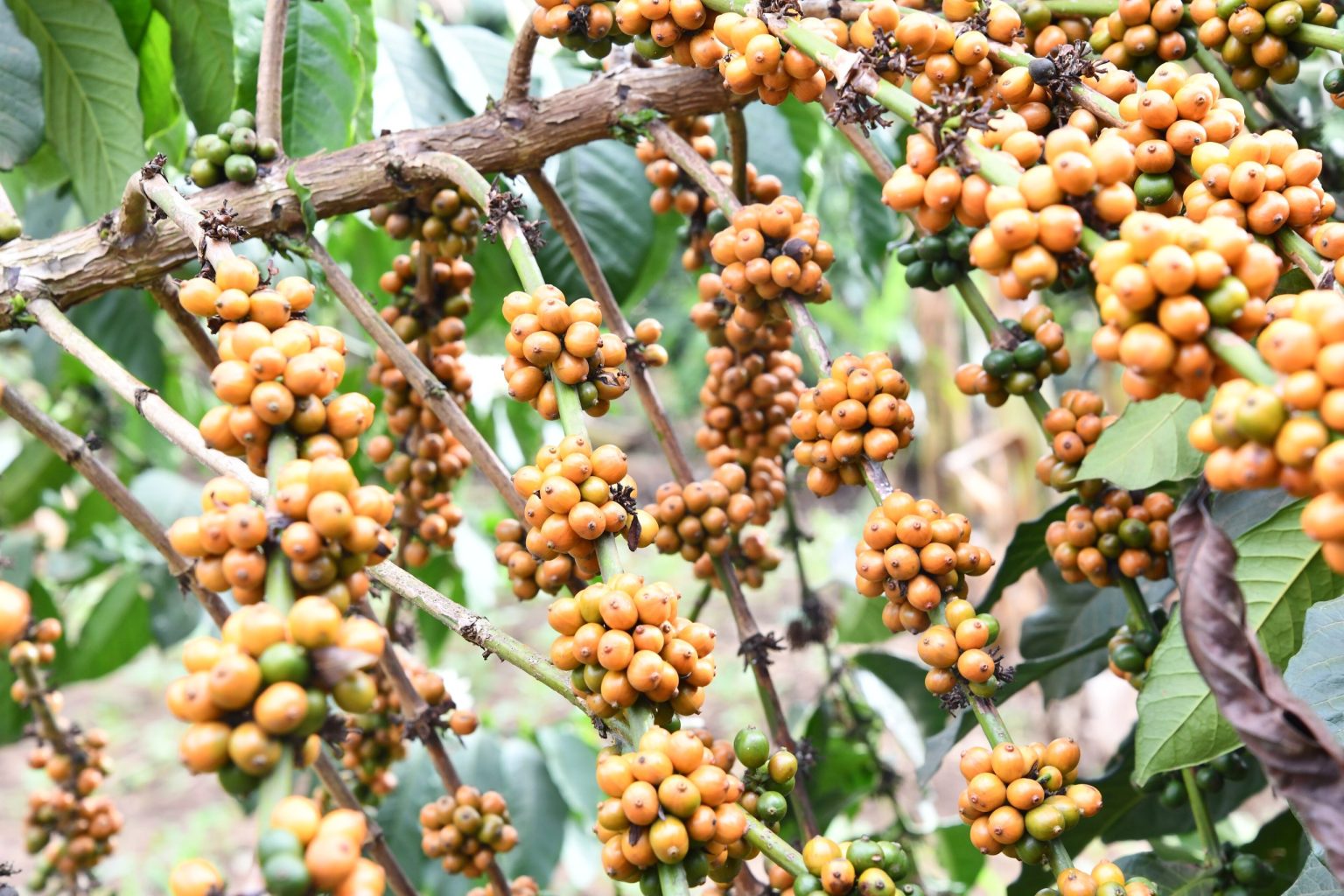 Ripening coffee cherries clustered along the branches of a coffee tree in Uganda.