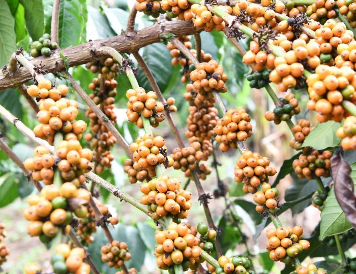 Ripening coffee cherries clustered along the branches of a coffee tree in Uganda.